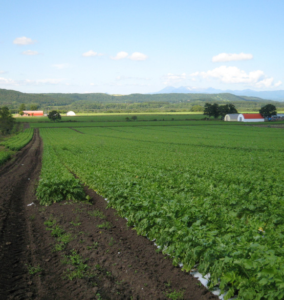 有限会社ヤオハチファーム